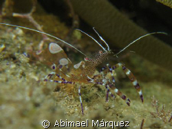 Spotted Cleaner Shrimp by Abimael Márquez 